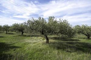 Olive trees in the field photo