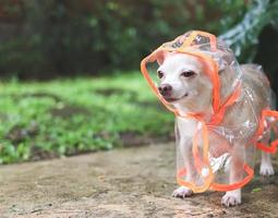 brown short hair chihuahua dog wearing rain coat hood standing  on cement floor  in the garden, looking sideway. photo