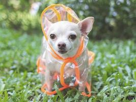 chihuahua dog wearing rain coat hood standing on green grass in the garden. photo