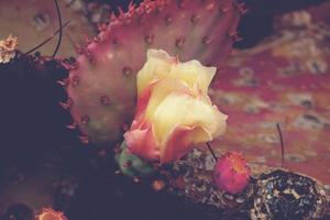 colorful pink cactus growing in the botanical garden in close-up outdoors photo