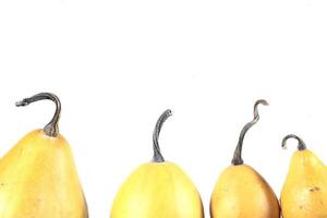 decorative small autumn pumpkins on a white isolated background photo