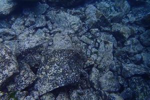 submarino fotos de buceo en el atlántico Oceano siguiente a el canario islas