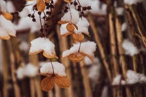 a withered delicate flower in the garden on a cold frosty day during falling white snow photo