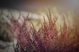 purple heather growing in the September garden in the warm afternoon sun in close-up photo