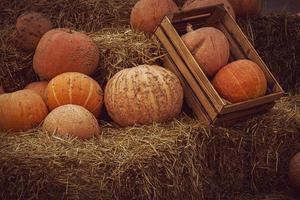 orange autumn fresh pumpkin lying outdoors as a decoration photo