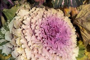 autumn background in close-up of decorative cabbage growing in the garden in the cold November sun photo