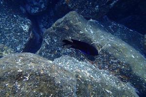 submarino fotos de buceo en el atlántico Oceano siguiente a el canario islas