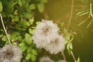 original flowers on a warm sunny day among green leaves in the summer sun photo