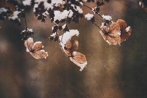 a withered delicate flower in the garden on a cold frosty day during falling white snow photo