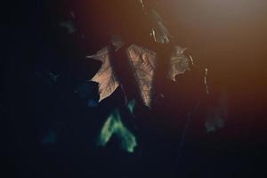 otoño dorado hojas en el árbol iluminado por calentar suave tarde ligero foto