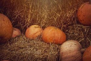 orange autumn fresh pumpkin lying outdoors as a decoration photo