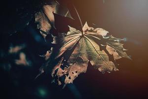 autumn golden leaves on the tree lit by warm soft afternoon light photo