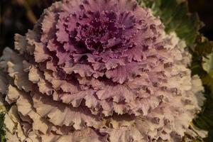 autumn background in close-up of decorative cabbage growing in the garden in the cold November sun photo