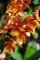 delicado vistoso flores orquídeas creciente en un natural ambiente en botánico huerta foto