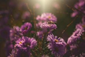 purple autumn flowers lit by the warm September sun in a natural garden environment in close-up photo