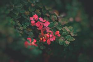 small red autumn bush leaves on green plant background photo