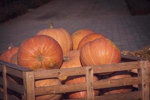 naranja otoño Fresco calabaza acostado al aire libre como un decoración foto