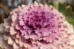 autumn background in close-up of decorative cabbage growing in the garden in the cold November sun photo