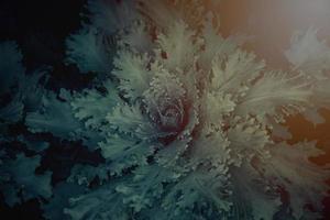 autumn background in close-up of decorative cabbage growing in the garden in the cold November sun photo