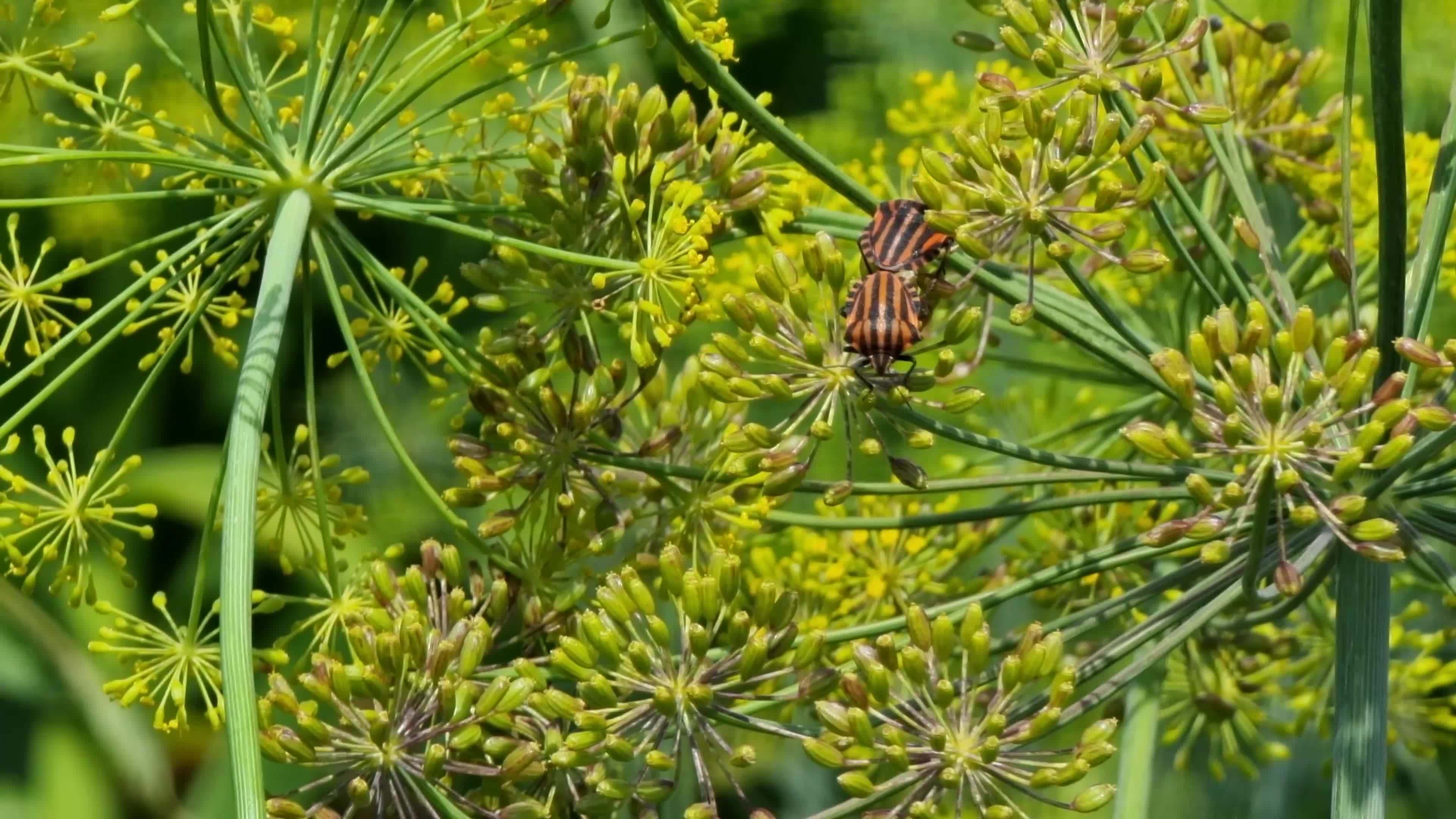 Red and black striped bugs crawl on a dill flower. The shield is linear