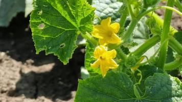 Cucumber plant with yellow flowers growing in the vegetable garden. video