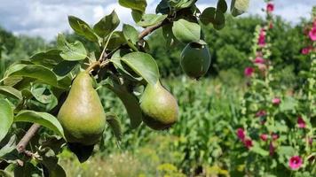 mogen päron växande på en träd i ett fruktträdgård. video