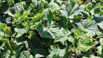 Cucumber plant with green leaves and flowers growing in the garden video