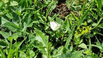 Butterfly on green grass closeup. White butterfly on green grass. video