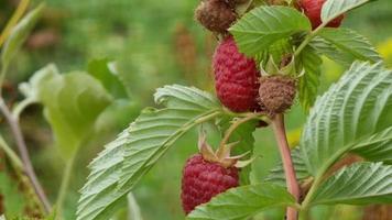 Himbeere Reifung auf ein Ast im das Garten. reif Himbeeren auf ein Ast. video