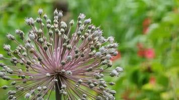 allium giganteum é uma espécies do floração plantar dentro a família alliaceae. video