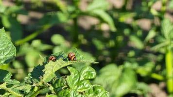 Colorado potato beetle eats potato leaves. video