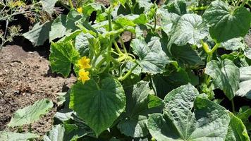 Cucumber plant with green leaves and yellow flower in the garden video