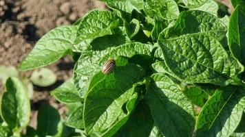 Colorado potato beetle on potato plant. Colorado potato beetle on potato leaf. video