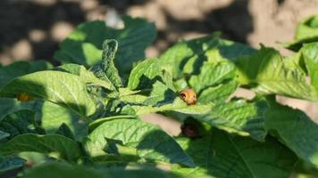 Colorado Kartoffel Käfer, leptinotarsa absteigend, auf Kartoffel Blätter. video