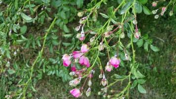 Bush roses of pink color are covered with powdery mildew, white coating on the flowers. Green leaves. video