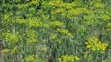 Grün Dill im das Feld. Nahansicht. Landwirtschaft. Biene Bestäubung von klein Blumen. video