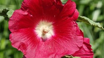 red hollyhock flower in the garden, close-up video