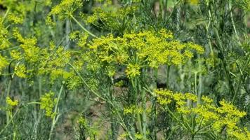 Close up of dill in the garden. Green dill background. video