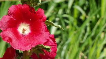 Red hollyhock flower in the garden on a sunny day. Close-up. video