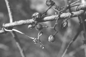 strange twisted shape of a climbing plant growing on a fence in close-up photo