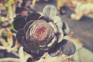 original cactus flower in black with close-up in the garden photo