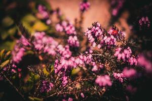 pink summer flowers in a sunny spring garden photo
