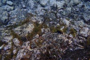 underwater photos of diving in the Atlantic Ocean next to the Canary Islands