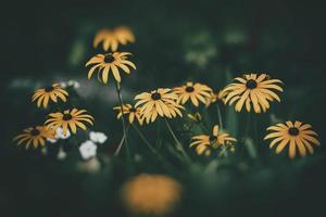 delicate interesting yellow flowers on a green background among the leaves in the garden photo