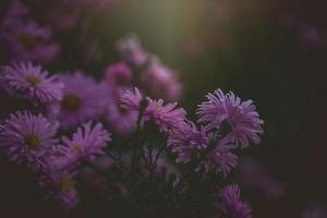 purple autumn flowers lit by the warm September sun in a natural garden environment in close-up photo