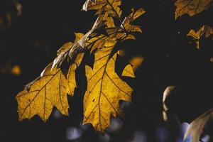 golden autumn maple leaves on the tree in warm light photo