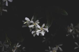 white flower on green background in summer garden photo