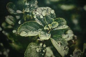 verde verano arbusto con gotas de lluvia en el hojas en de cerca foto