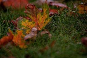 red autumn maple leaves lying among green grass in the park in close-up photo