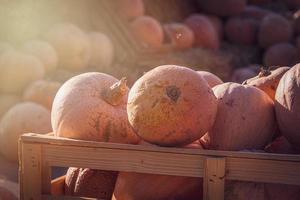 orange autumn fresh pumpkin lying outdoors as a decoration photo